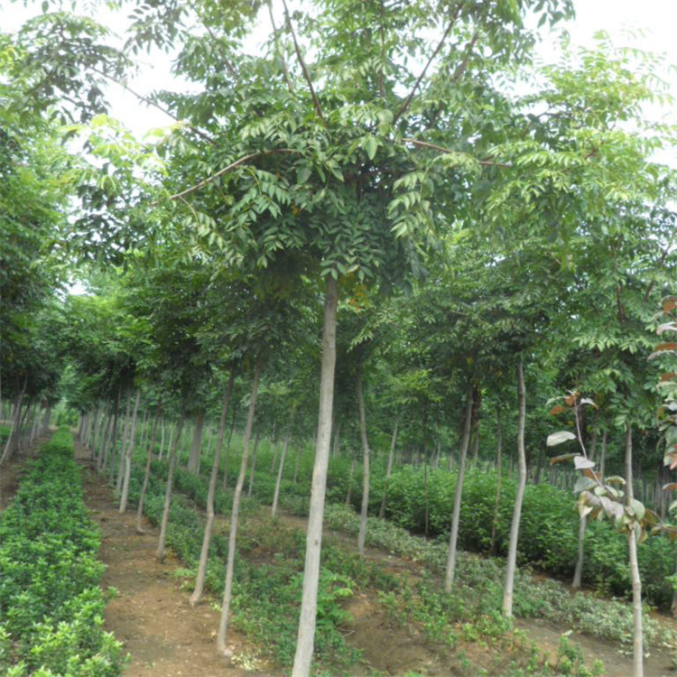 直径15公分栾树批发价格