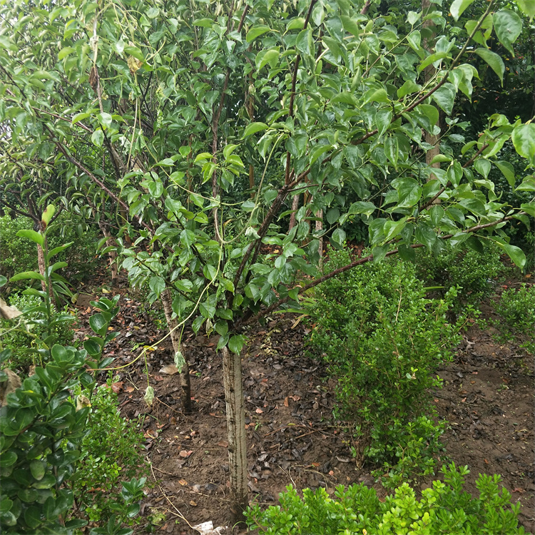 直径8公分红梅批发价格