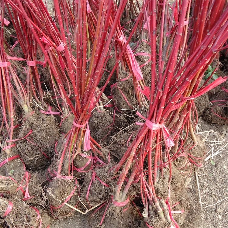 高度80-100公分红瑞木报价