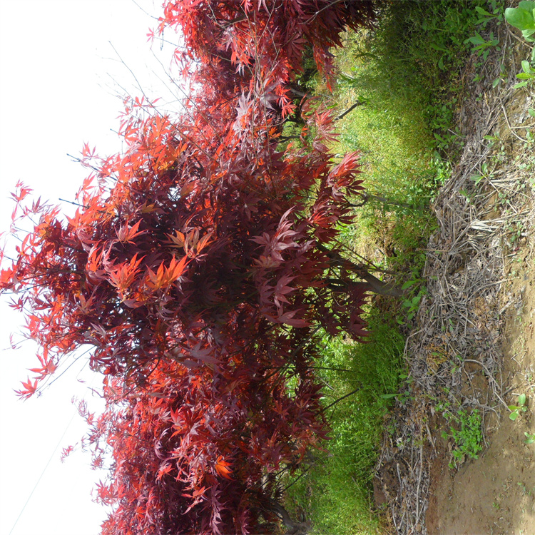 直径6公分 高度50、100公分 红枫价格