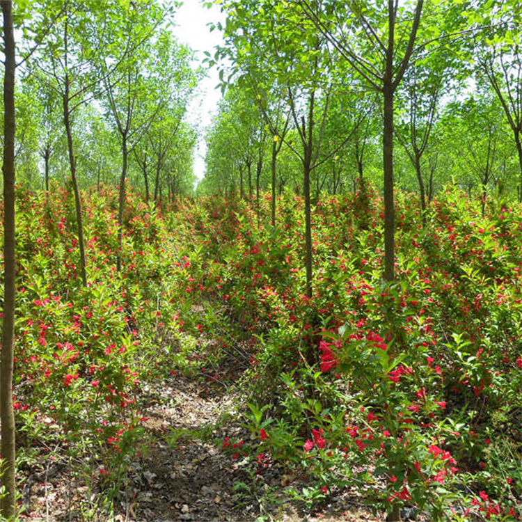高度10-20公分红王子锦带基地