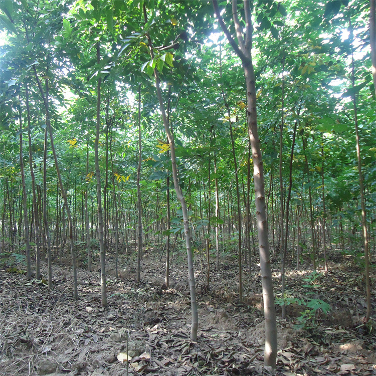 直径2、3公分批发栾树