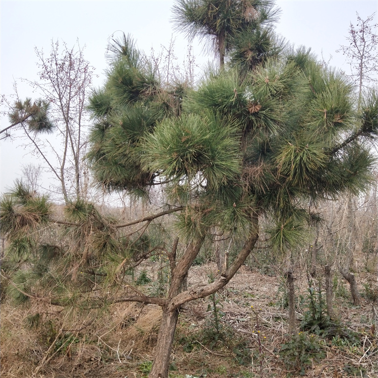 高度10-20公分 直径2-30公分黑松小苗