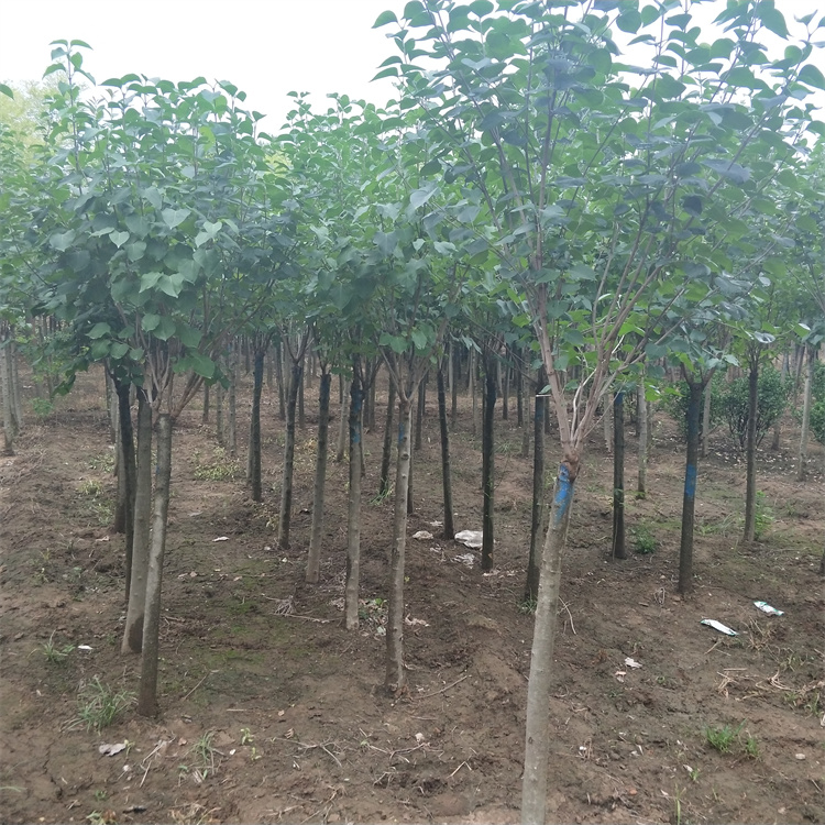 直径5公分批发丁香