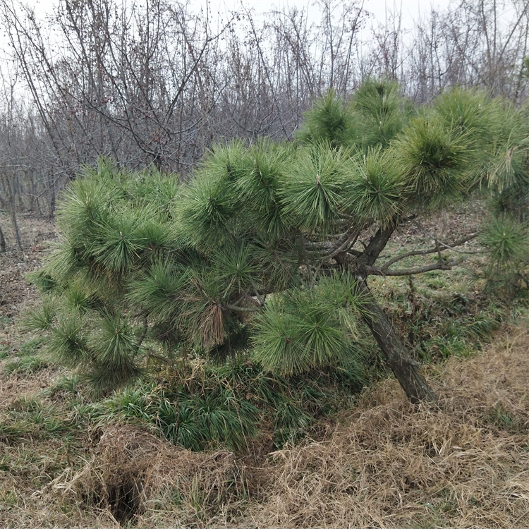 高度150、200公分 直径2-30公分黑松小苗