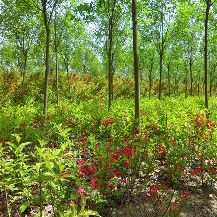 高度30-40公分批发红王子锦带