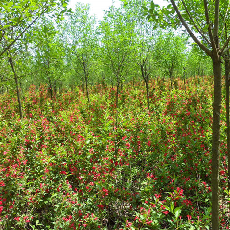 高度30-40公分红王子锦带基地