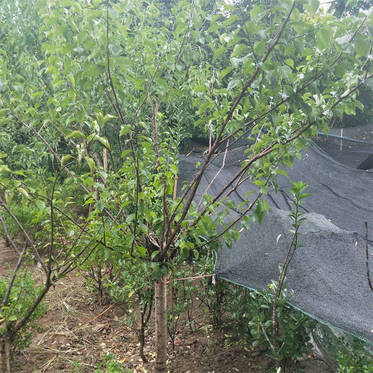 直径3公分红梅价格