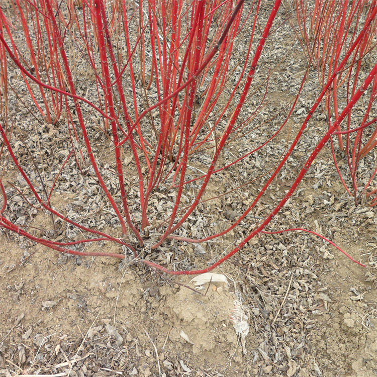 高度80-100公分红瑞木基地