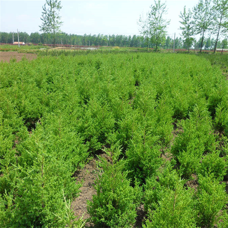 高度200、250公分蜀桧批发价