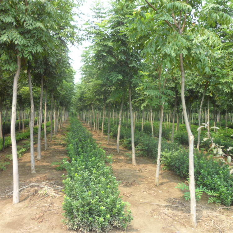 直径2、3公分栾树价格