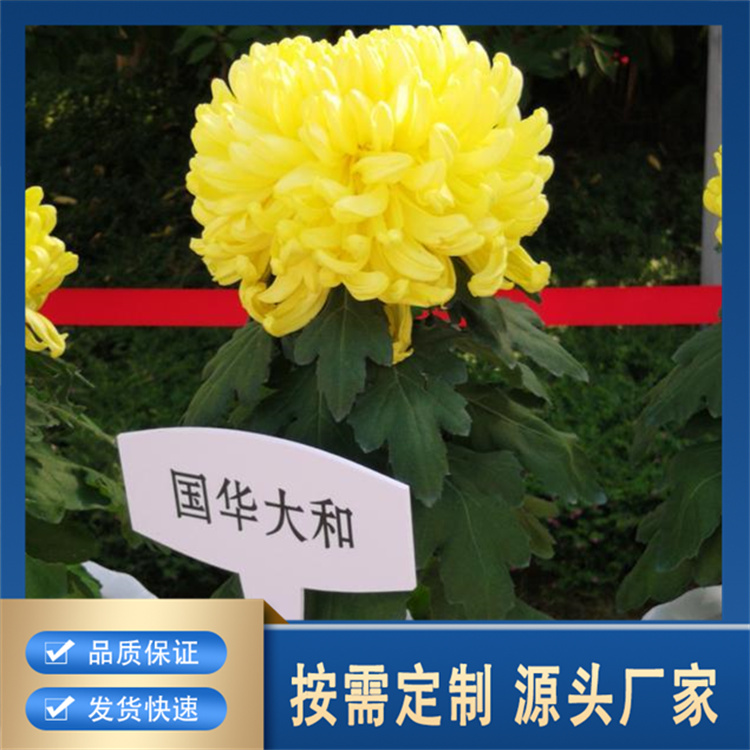 精品菊花生产厂家