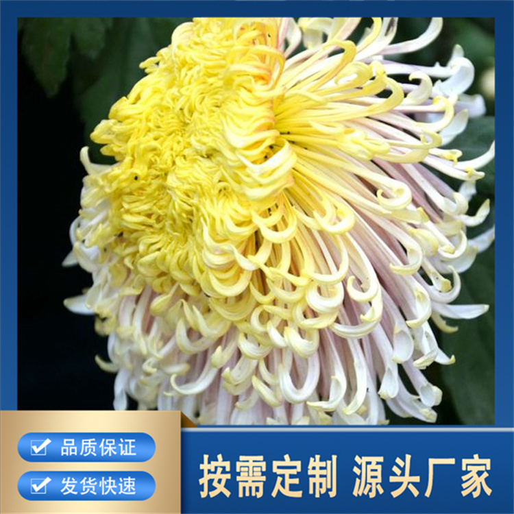 菊花展精选厂家