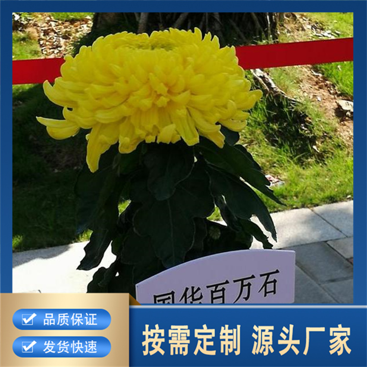 精品菊花专业厂家