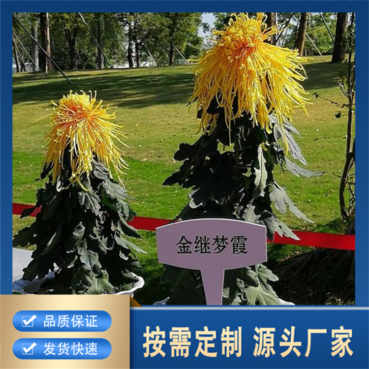 精品菊花厂家批发