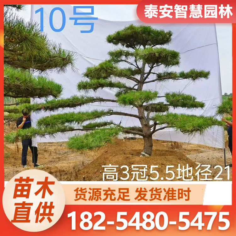 造型油松 抗风固沙 树干通直成活高 规格全 品类多样