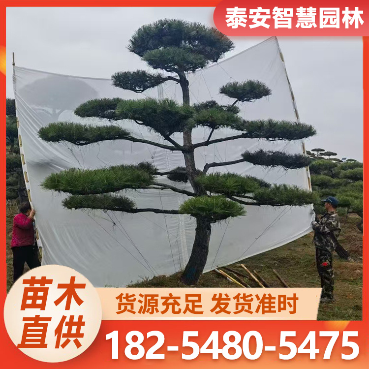 造型油松 小区造景油松 别墅设计专用 苗圃直供