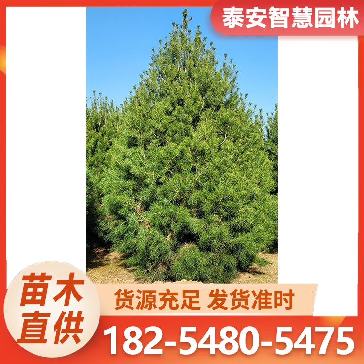 白皮松 园林常绿行道树 高大挺拔 古朴沧桑