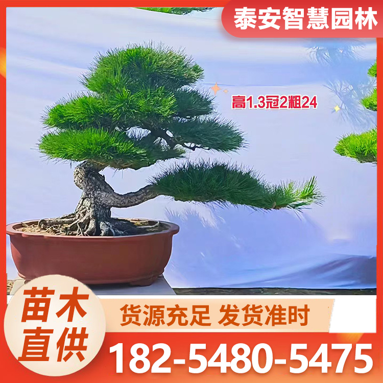 造型黑松 苗圃出售绿化松树 多层次造型迎客松