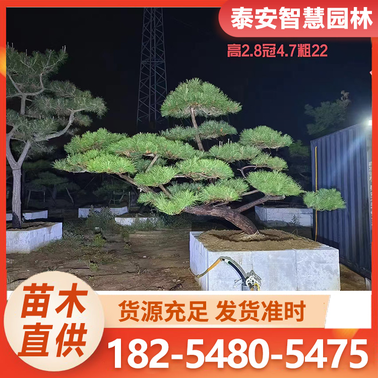 造型黑松 形态多样 庭院小区绿化造景树