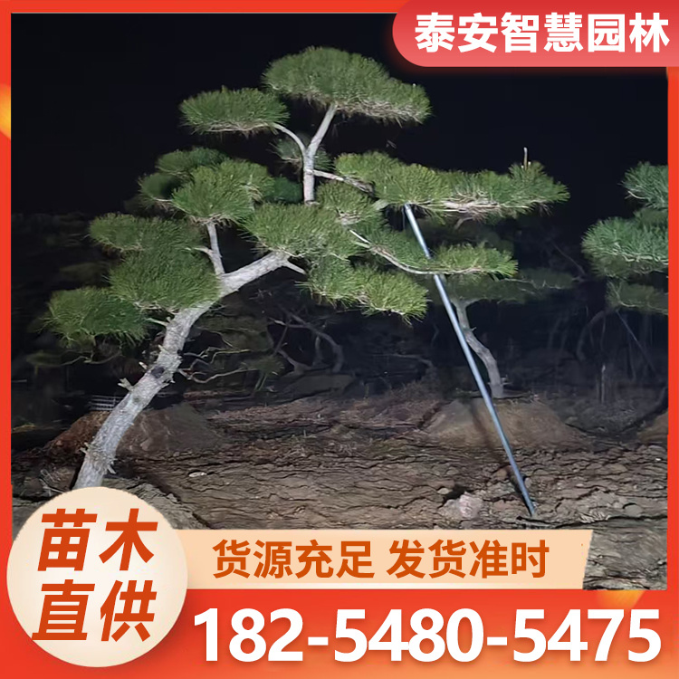 基地现挖 临水式黑松 景区园林绿化盆栽盆景 造型打造松树苗