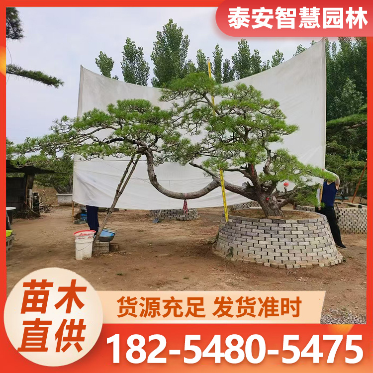 造型赤松 园林景观造型景观松树 批发苗成活率高