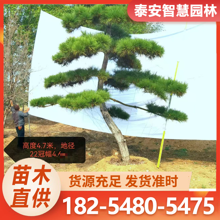 造型黑松 庭院绿化景观松树 规格全成活率高