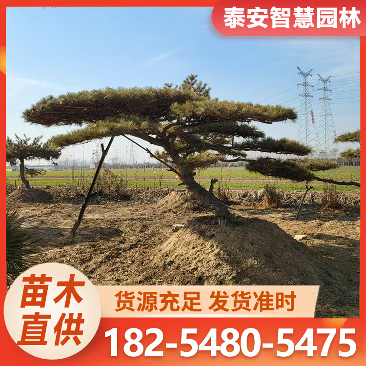 景观造型油松 自家斜飘造型松基地 庭院地栽景观松