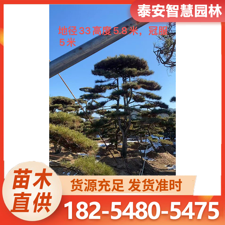 造型赤松 盆栽地栽园林绿化景观松 造型多样 源头基地
