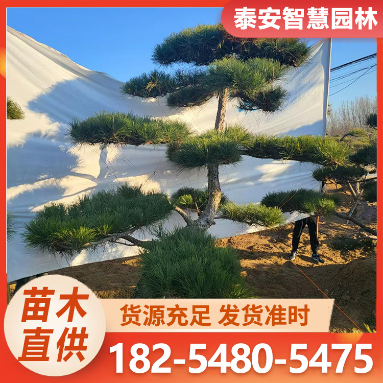 景区园林绿化用 造型黑松 别墅庭院风景树