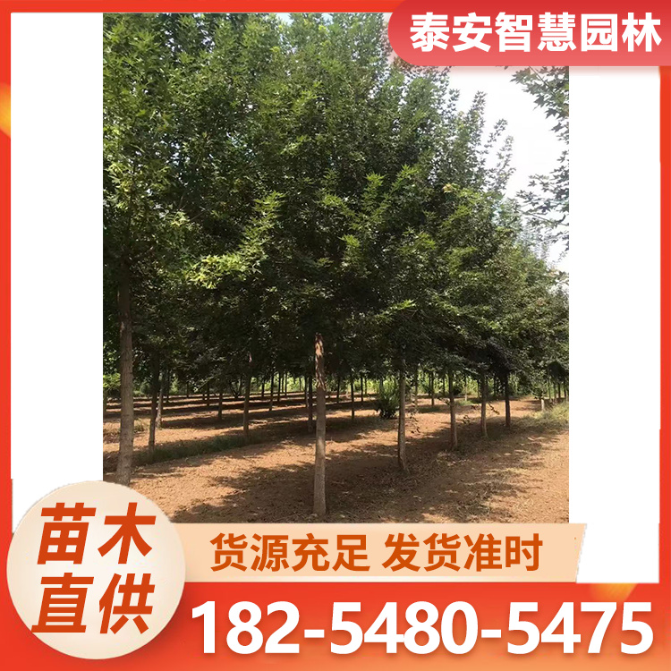 环境美化树苗 长势旺盛 5-20公分五角枫