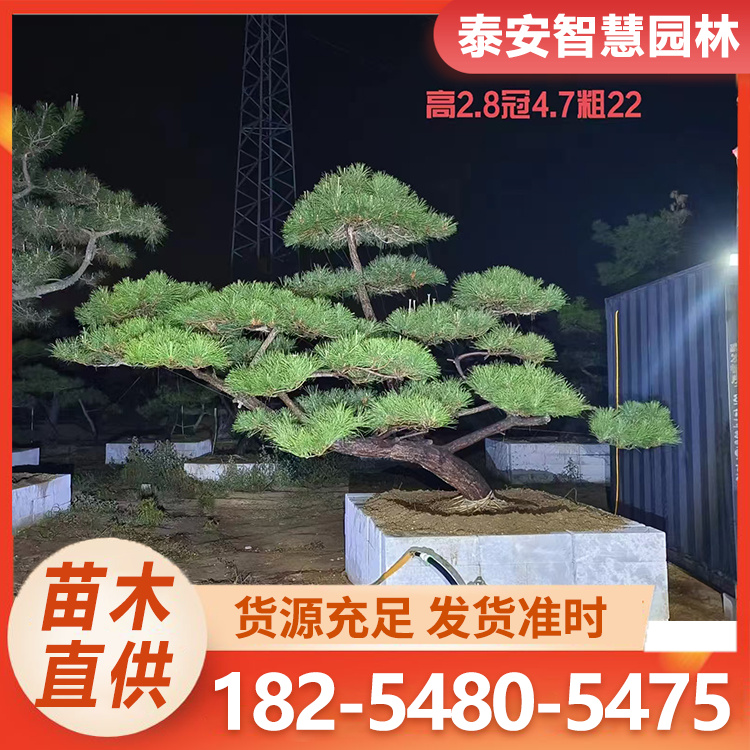 景观造型油松 大量批发 路边绿化 适应性强 造型油松 鲜亮有光泽