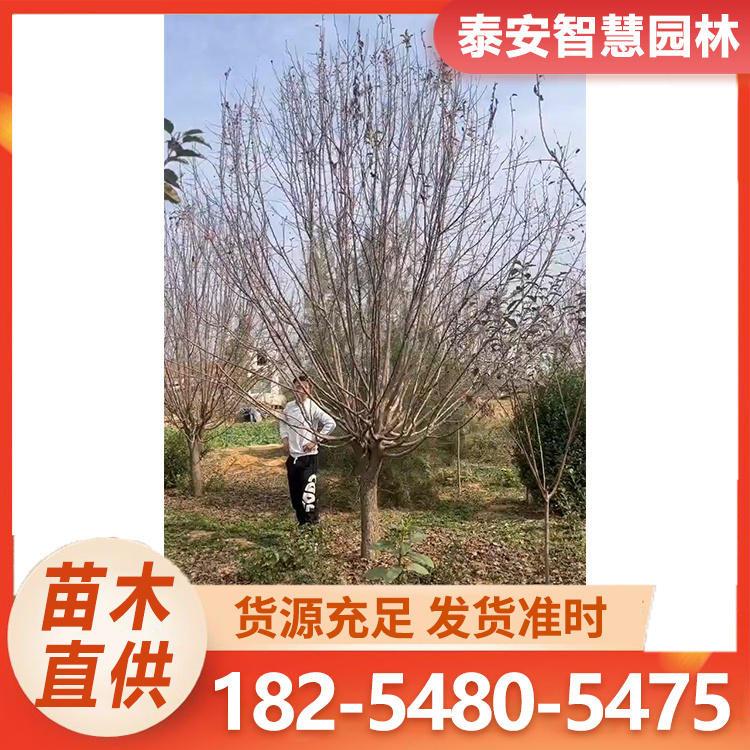 绚丽海棠6-25公分 规格齐全 海棠行道风景树 枝叶茂盛 树形优美