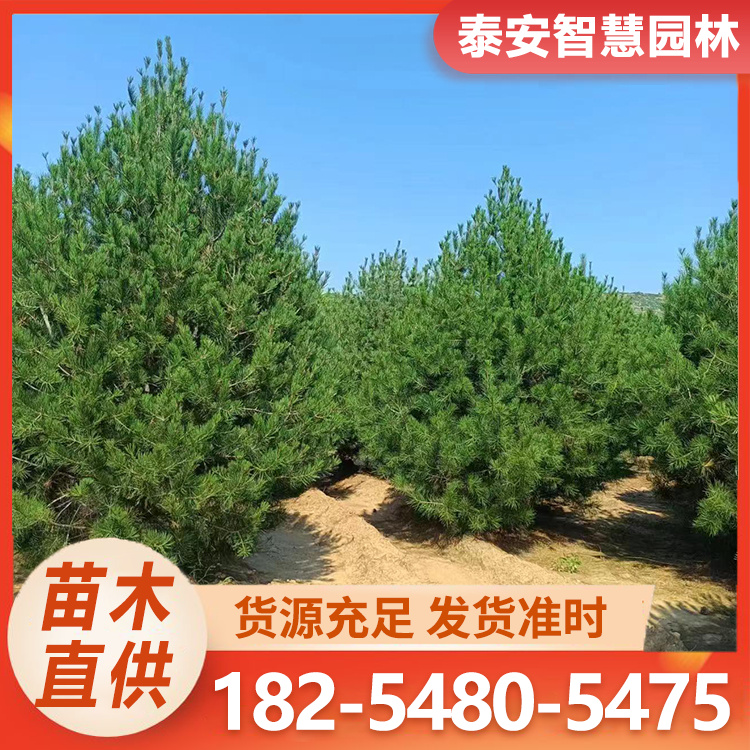 白皮松 基地现挖出售 四季常绿 造型优美