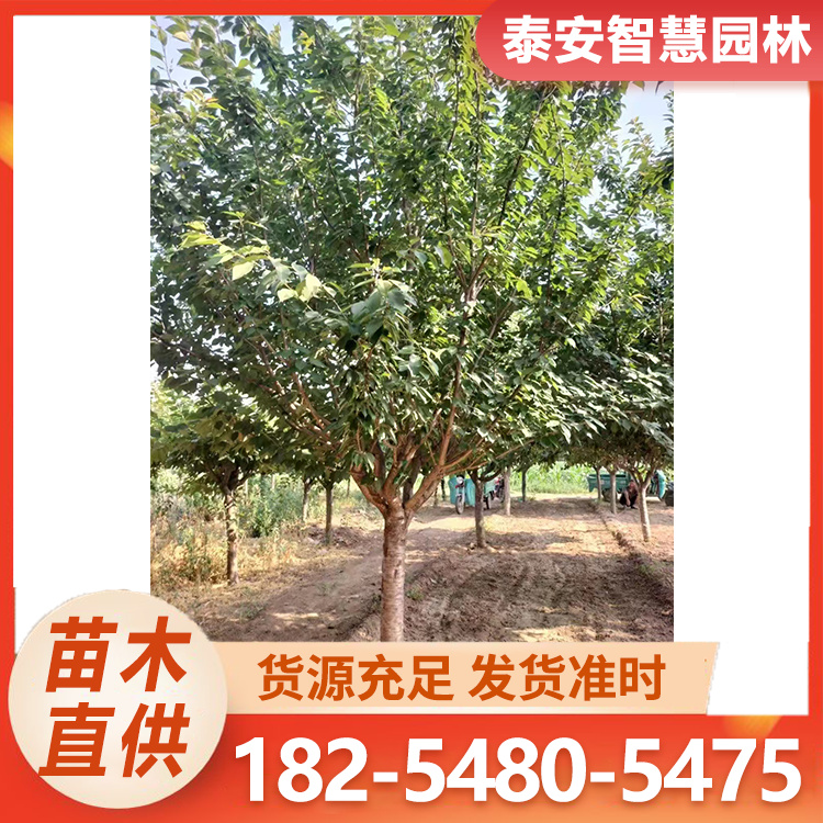 智慧园林苗木基地 山东泰安樱花 3-25公分