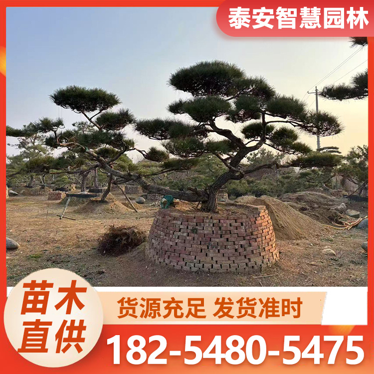 造型油松 小区用油松 树冠飘逸优美造型景观松