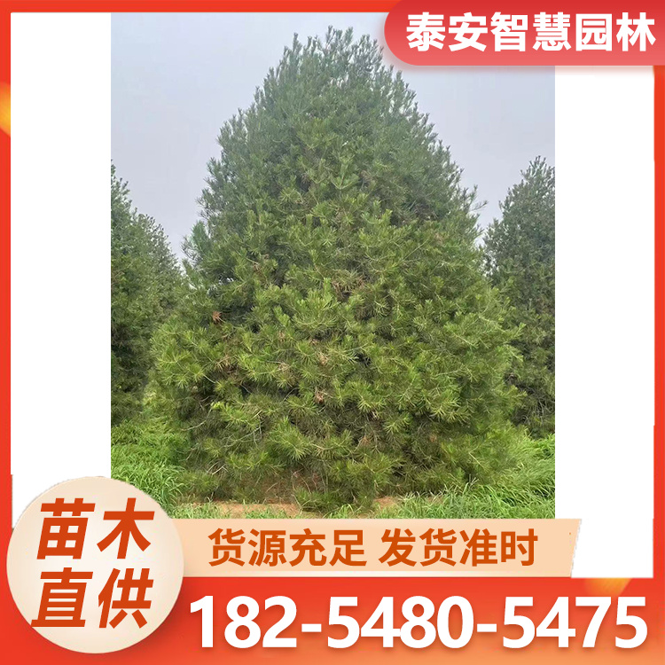 白皮松 园林庭院观赏绿化树 验苗装车 工矿区防护树