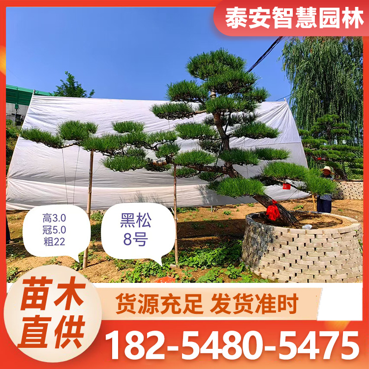 造型黑松 庭院景观园林绿化造型松树 道路景观用黑松 造型优美
