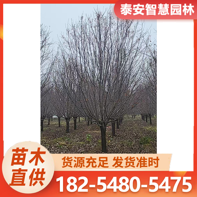 6-25公分绚丽海棠 规格齐全 景区栽培绿化树 枝叶茂盛 基地直发
