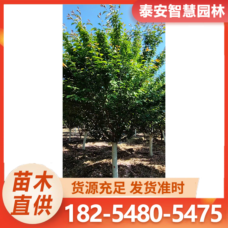 泰安樱花 用于园林景观观赏性强源头种植基地