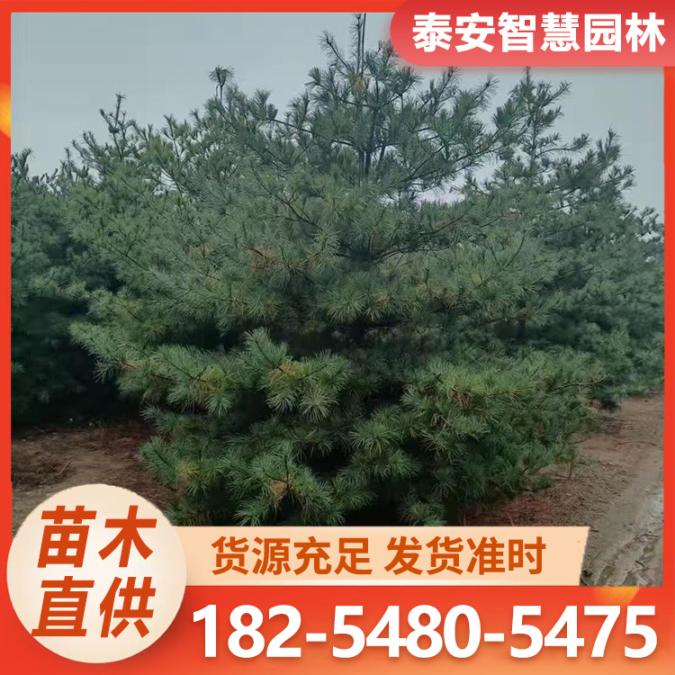 华山松树苗价格 根系发达 植株健壮 易管理