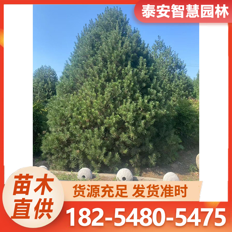 白皮松1-7米 成活率高园林绿化用 苗木基地
