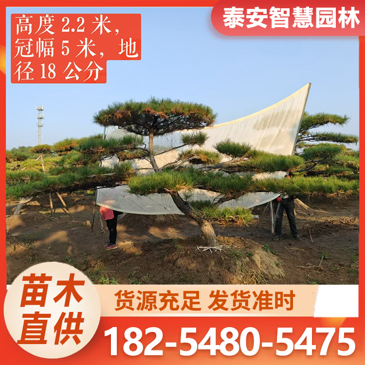 斜飘造型油松 庭院绿化工程用景观斜飘黑松