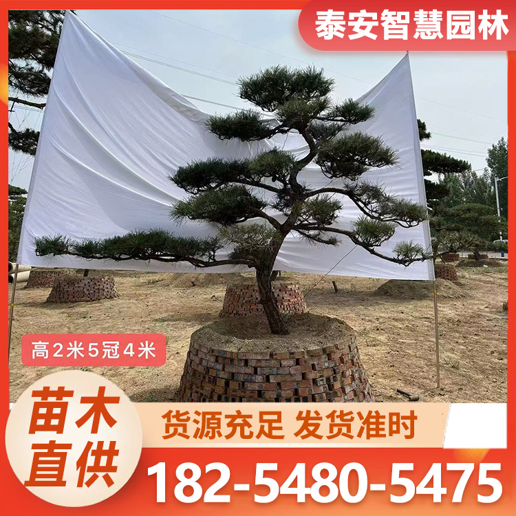 造型油松10-40公分 庭院景观园林绿化用根系发达松树