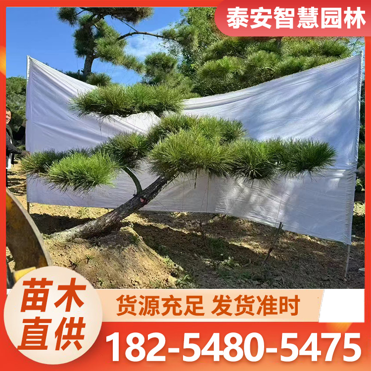 临水式黑松 品质优良 基地苗圃批发