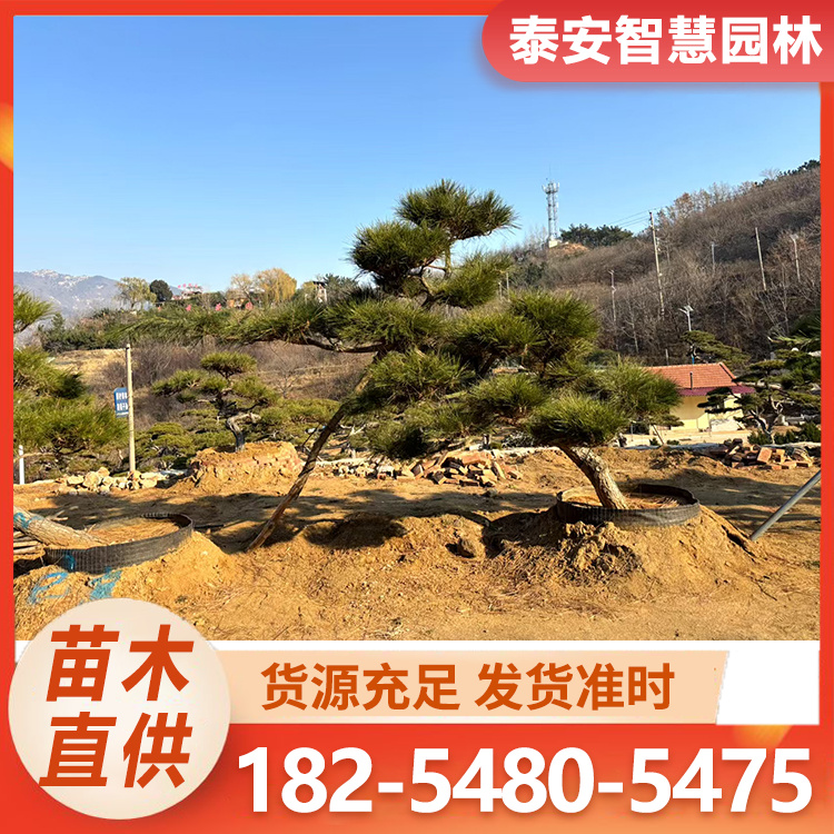 基地大量供应造型黑松精品 小苗四季常青松树苗