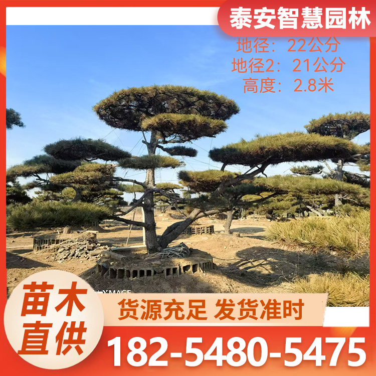 斜飘造型油松 景观松基地直供庭院绿化用