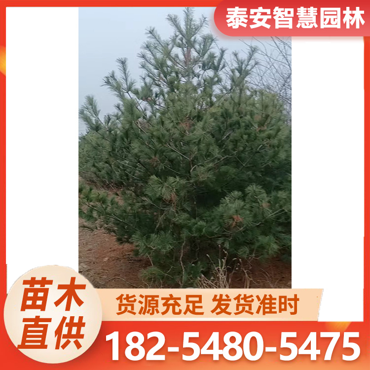 华山松标准带土发货湿地松苗 树苗批发 诚信买卖低