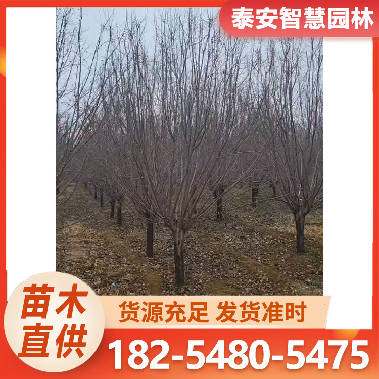 绚丽海棠6-25公分 庭院观赏海棠树 枝叶茂盛 现选现挖
