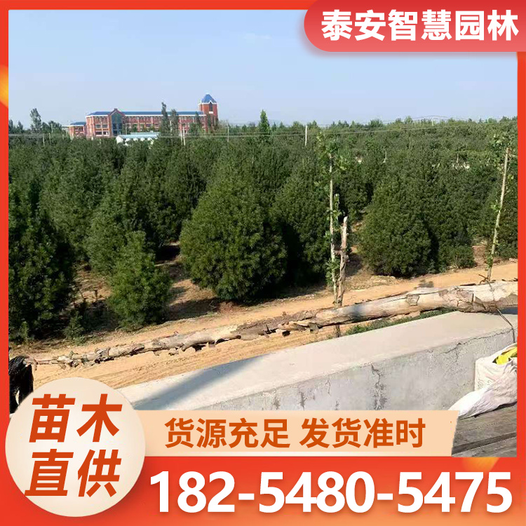 好成活景观绿化用1-7米白皮松 常绿乔木